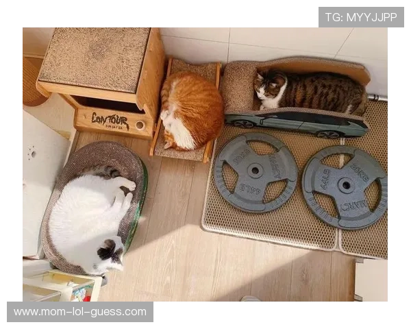 足球球星萌宠大曝光 这些明星与心爱的宠物互动瞬间超治愈